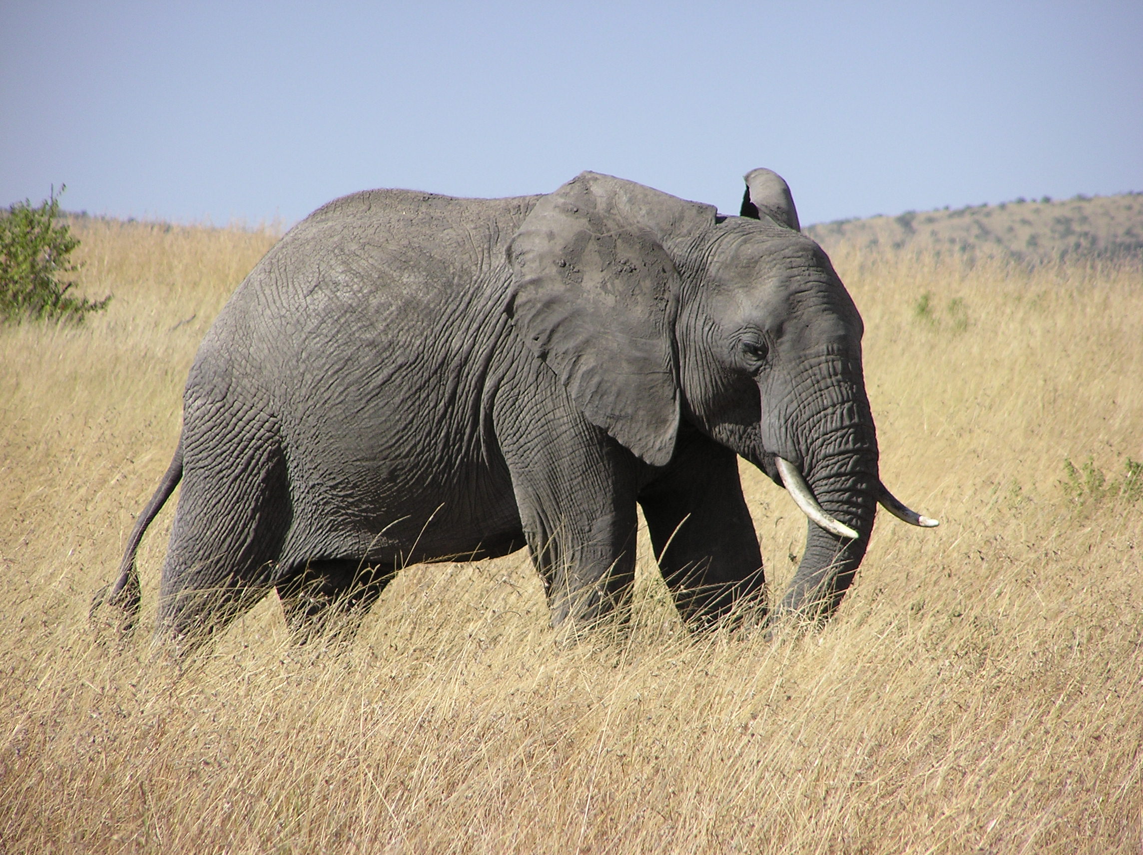 elephant-kenya-1508803.jpg